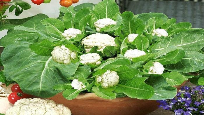 সুস্বাস্থ্যের জন্য নিয়মিত খান আধা সেদ্ধ ফুলকপি! সুস্বাস্থ্যের জন্য নিয়মিত খান আধা সেদ্ধ ফুলকপি!