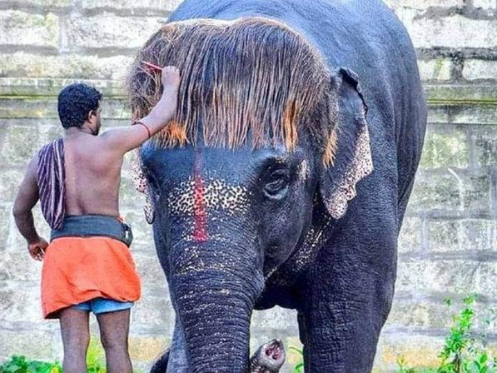 বব-কাট চুলে নজর কাড়ছে হাতি, নেট দুনিয়ায় ভাইরাল ছবি বব-কাট চুলে নজর কাড়ছে হাতি, নেট দুনিয়ায় ভাইরাল ছবি