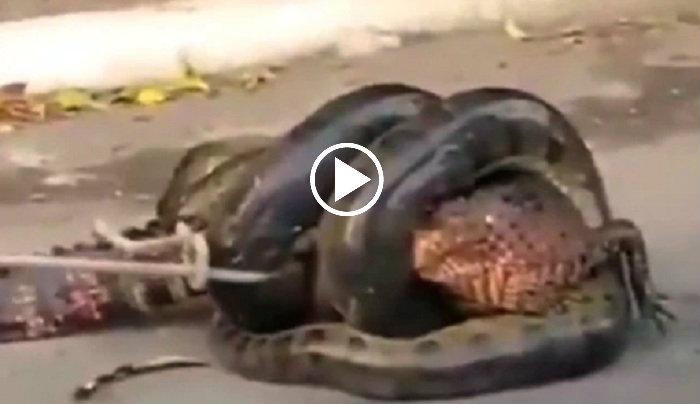 একটা বড় কুমিরকে গিলে ফেলল অ্যানাকন্ডা, ভাইরাল ভিডিও একটা বড় কুমিরকে গিলে ফেলল অ্যানাকন্ডা, ভাইরাল ভিডিও
