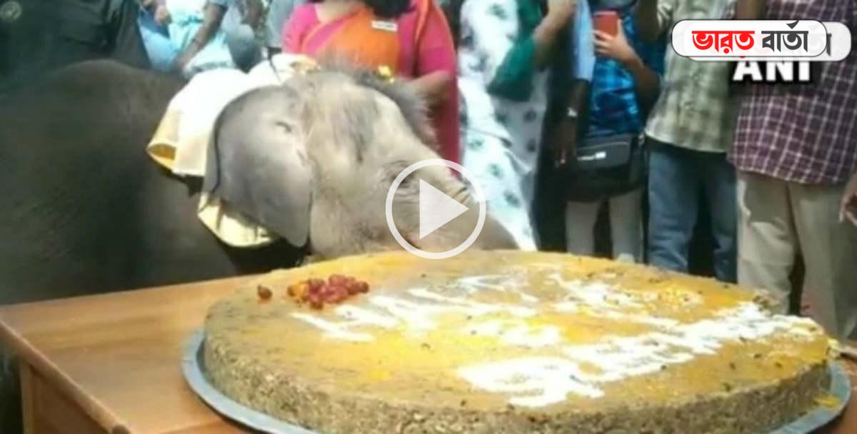 বাচ্চা হাতির জন্মদিন সেলিব্রেশন, শুঁড় দিয়ে কাটল কেক, ভাইরাল ভিডিও বাচ্চা হাতির জন্মদিন সেলিব্রেশন, শুঁড় দিয়ে কাটল কেক, ভাইরাল ভিডিও