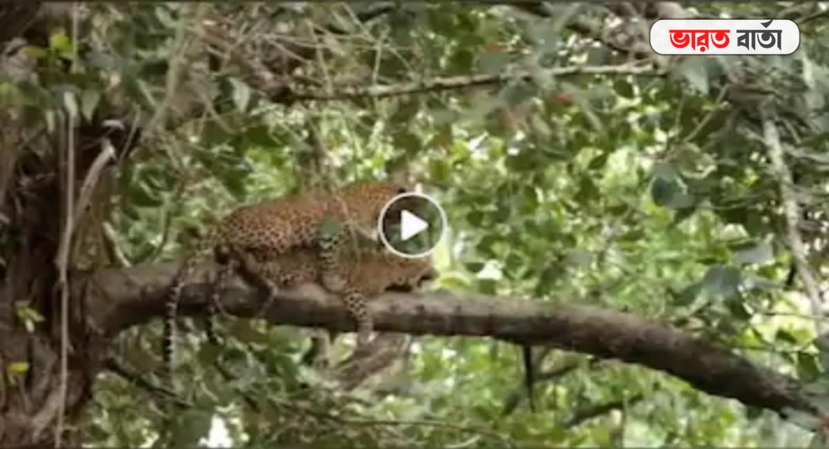 গাছের ডালে সঙ্গম, তবুও শিকারি দৃষ্টি সজাগ, ভাইরাল দুই ল্যাপার্ডের মজাদার ভিডিও গাছের ডালে সঙ্গম, তবুও শিকারি দৃষ্টি সজাগ, ভাইরাল দুই ল্যাপার্ডের মজাদার ভিডিও