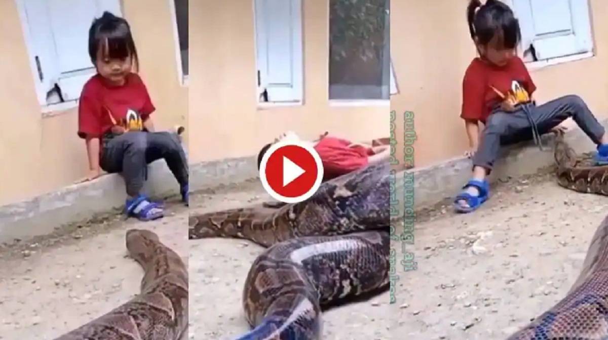 বিশাল এক পাইথনের সাথে দিব্যি খেলছে একরত্তি খুদে, শিহরিত ভিডিও তুমুল ভাইরাল বিশাল এক পাইথনের সাথে দিব্যি খেলছে একরত্তি খুদে, শিহরিত ভিডিও তুমুল ভাইরাল