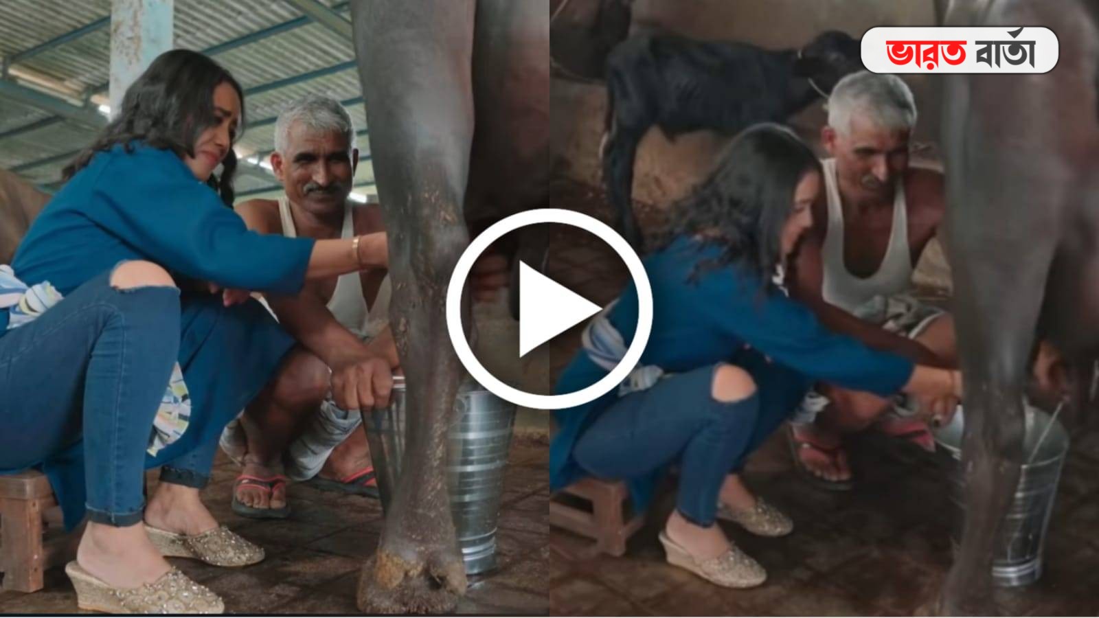 নিজের হাতের গরুর বাট থেকে দুধ দোয়ালেন গায়িকা নেহা কক্কর, হু হু ভাইরাল ভিডিও নিজের হাতের গরুর বাট থেকে দুধ দোয়ালেন গায়িকা নেহা কক্কর, হু হু ভাইরাল ভিডিও