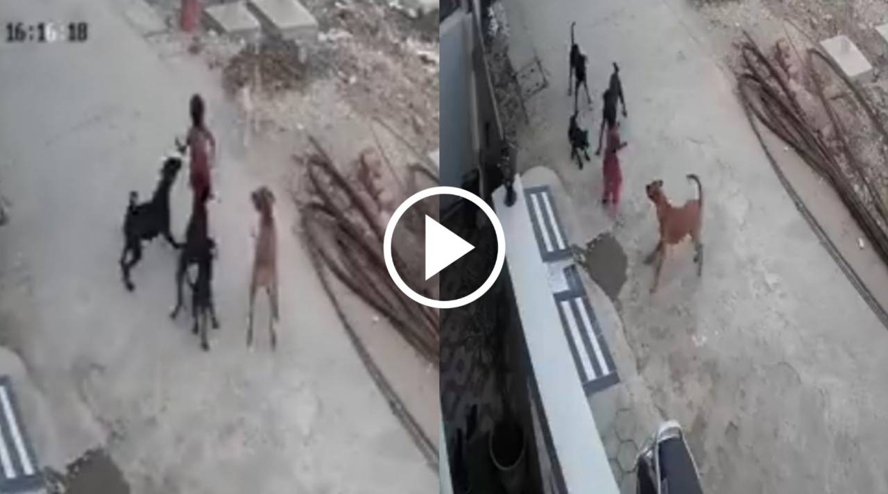 Viral: একসাথে পাঁচটি কুকুরের কামড় খেয়ে বাজেভাবে জখম অবস্থায় হাসপাতালে ভর্তি চার বছরের বাচ্চা, দেখে শিউরে উঠেছে নেটজনতা Viral: একসাথে পাঁচটি কুকুরের কামড় খেয়ে বাজেভাবে জখম অবস্থায় হাসপাতালে ভর্তি চার বছরের বাচ্চা, দেখে শিউরে উঠেছে নেটজনতা