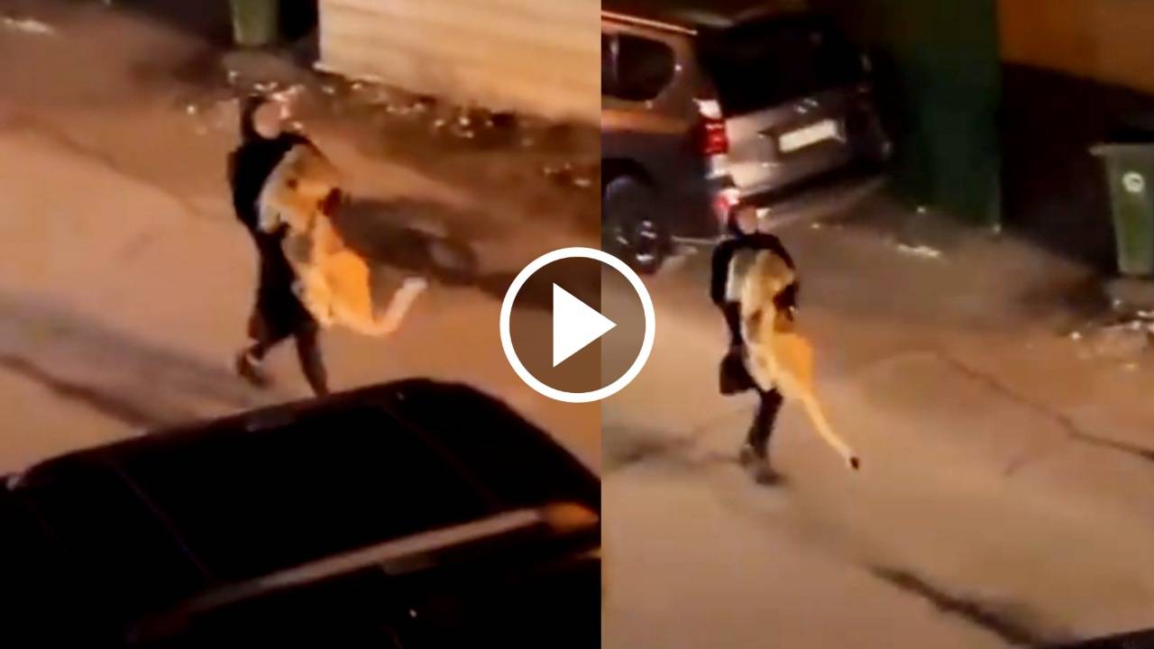 Viral: প্রকাণ্ড সিংহকে কোলে নিয়ে বাড়ি ফিরছে যুবতী, দেখে শিউরে উঠেছে নেটজনতা Viral: প্রকাণ্ড সিংহকে কোলে নিয়ে বাড়ি ফিরছে যুবতী, দেখে শিউরে উঠেছে নেটজনতা