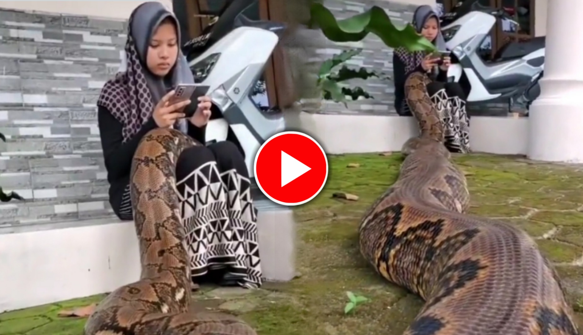 Viral Video: মহিলার কোলে উঠে খেলছে একটি বিরাট অজগর, ভিডিও দেখে গা শিউরে উঠল নেটিজেনদের