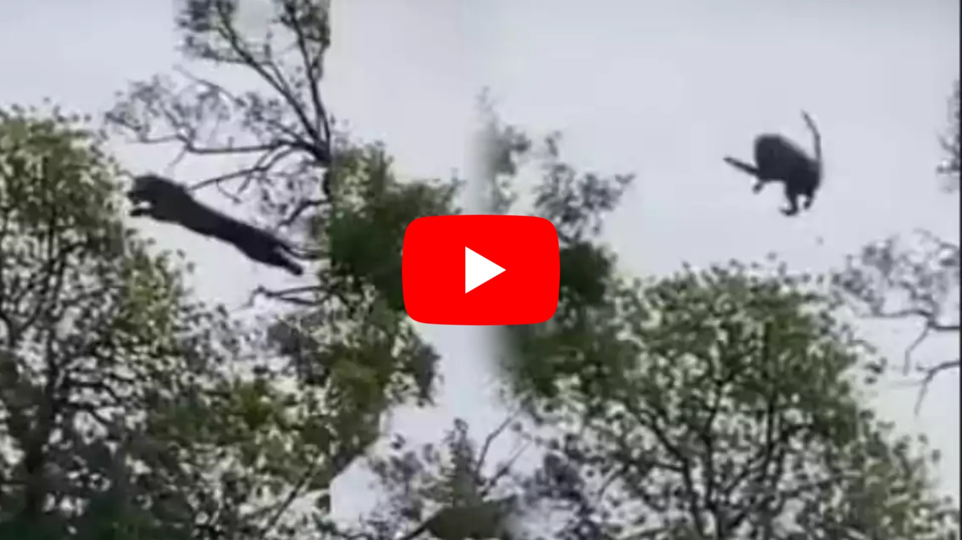 Viral : প্রাণভয়ে গাছ থেকে লাফ দিল বানর, গাছেই তার ঘারে কামড় বসাল চিতা, ভিডিও দেখে শিউরে উঠেছে নেটজনতা Viral : প্রাণভয়ে গাছ থেকে লাফ দিল বানর, গাছেই তার ঘারে কামড় বসাল চিতা, ভিডিও দেখে শিউরে উঠেছে নেটজনতা