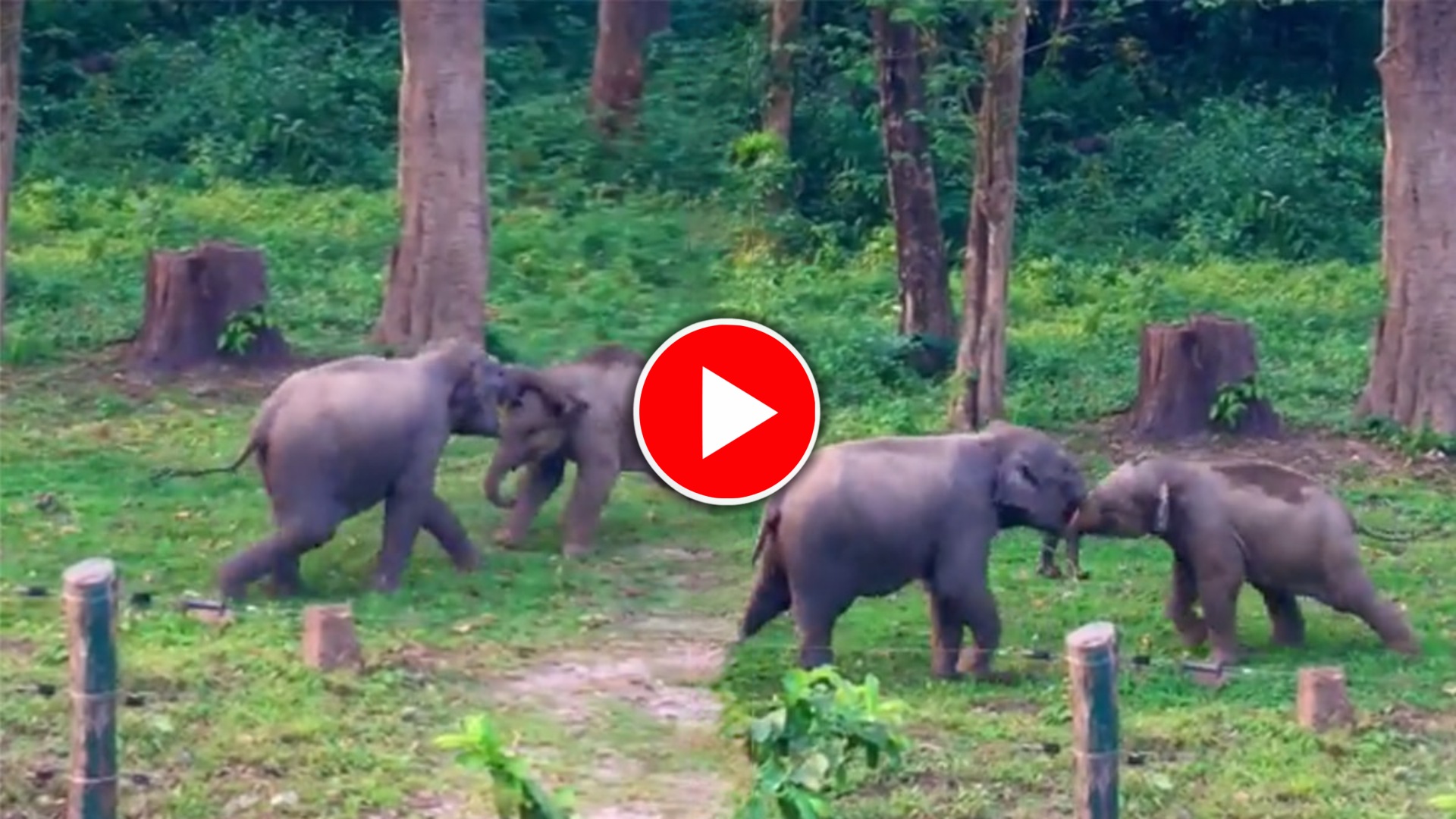 Viral: জোর লড়াই দুই বাচ্চা হাতির, তাদের থামাতে এগিয়ে এলো দলবল Viral: জোর লড়াই দুই বাচ্চা হাতির, তাদের থামাতে এগিয়ে এলো দলবল