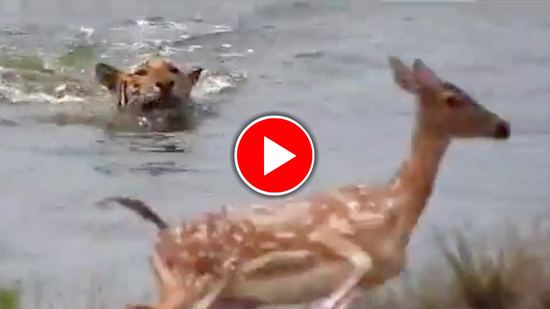 Viral Video: গোপনে আক্রমণ করল বাঘ, বাঁচতে নদীতে ঝাঁপ হরিণের, তারপর.....