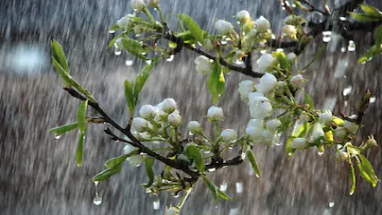Weather update: দিনভর চলবে বৃষ্টি, তোলপাড় হবে বাংলা, আগামী ২৪ ঘন্টায় ব্যাপক পরিবর্তন হবে আবহাওয়ায় Weather update: দিনভর চলবে বৃষ্টি, তোলপাড় হবে বাংলা, আগামী ২৪ ঘন্টায় ব্যাপক পরিবর্তন হবে আবহাওয়ায়