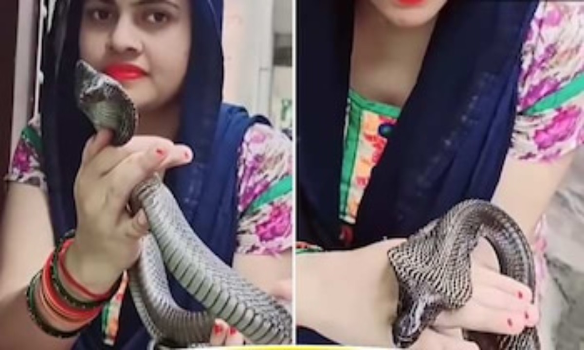 (Viral Video) বিপদজনক কিং কোবরাকে হাত দিয়ে ধরলেন গৃহবধূ, তারপর যা ঘটলো...দেখুন (Viral Video) বিপদজনক কিং কোবরাকে হাত দিয়ে ধরলেন গৃহবধূ, তারপর যা ঘটলো...দেখুন