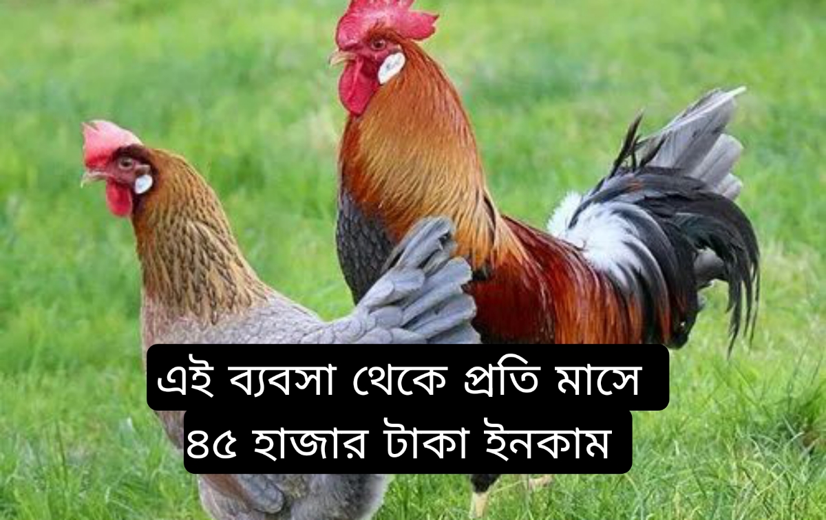 বিশেষ মেশিন দিয়ে নাটু মুরগি উৎপাদন, এই ট্রেন্ড করা ব্যবসা থেকে প্রতি মাসে আয় ৪৫ হাজার টাকা