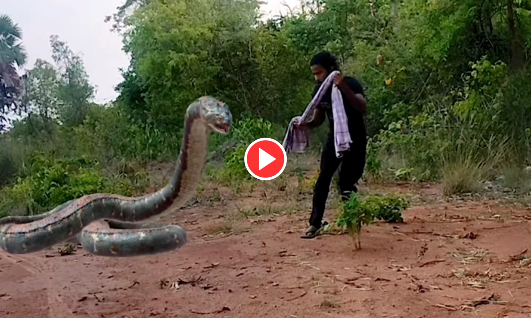 বিশাল আকৃতির সাপের সাথে লড়াই করছে মানুষ, ভিডিওটি আপনাকে অবাক করে দেবে বিশাল আকৃতির সাপের সাথে লড়াই করছে মানুষ, ভিডিওটি আপনাকে অবাক করে দেবে
