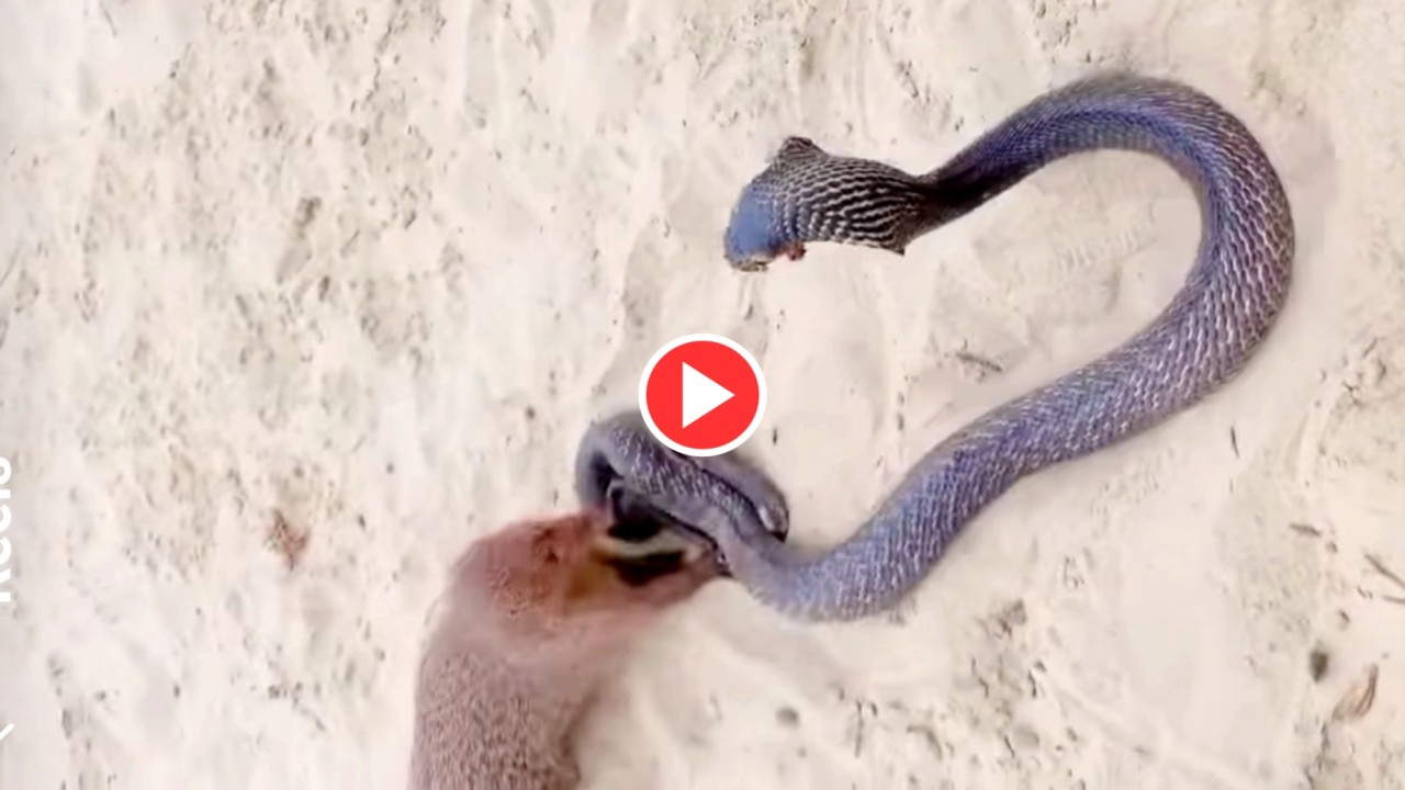 (Wild Animal) অঝোরে ঝরল রক্ত, দেখুন সাপ-বেজির ভয়ংকর লড়াই (Wild Animal) অঝোরে ঝরল রক্ত, দেখুন সাপ-বেজির ভয়ংকর লড়াই