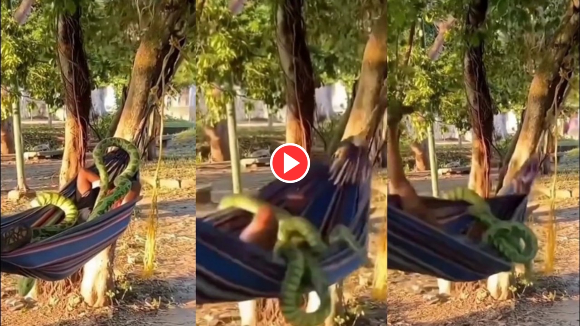 (Viral Video) ঘুমন্ত ব্যক্তির উপর গাছ থেকে পড়ল বিশাল আকৃতির অজগর, এর পরের ঘটনা দেখুন ভিডিওতে (Viral Video) ঘুমন্ত ব্যক্তির উপর গাছ থেকে পড়ল বিশাল আকৃতির অজগর, এর পরের ঘটনা দেখুন ভিডিওতে