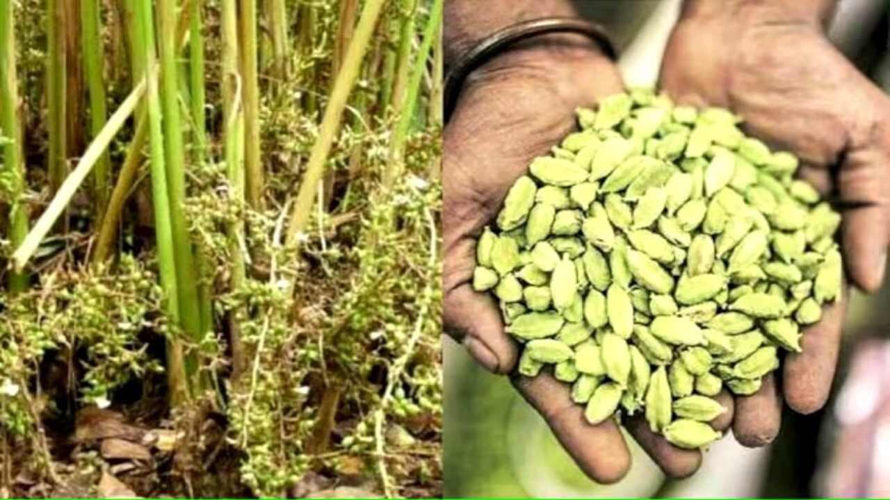 BUSINESS IDEA : এলাচ চাষ করে করুন বাম্পার ইনকাম, সাথে সাথেই হয়ে যাবেন কোটিপতি, জেনে নিন সম্পূর্ণ পদ্ধতি